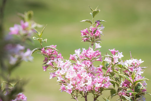 Weigelie Florida Nana Variegata mit rosa-weißen Blüten und grün-weiß gesprenkelten Blättern vor unscharf grünem Hintergrund.