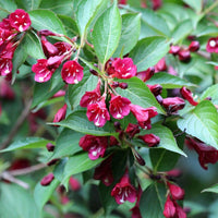 Weigelie Red Prince mit dunkelroten, glockenförmigen Blüten und grünen Blättern in Nahaufnahme.