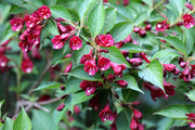 Weigelie Red Prince mit dunkelroten, glockenförmigen Blüten und grünen Blättern in Nahaufnahme.