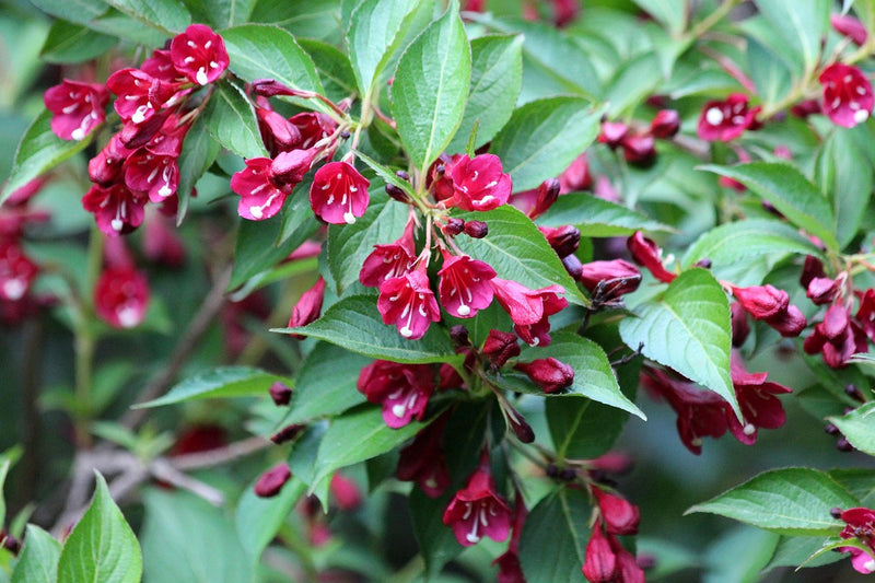 Weigelie Red Prince mit dunkelroten, glockenförmigen Blüten und grünen Blättern in Nahaufnahme.