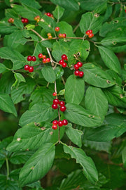 Grüne Blätter mit roten Beeren der Winter-Heckenkirsche Winter Beauty in Nahaufnahme vor unscharfem Hintergrund.