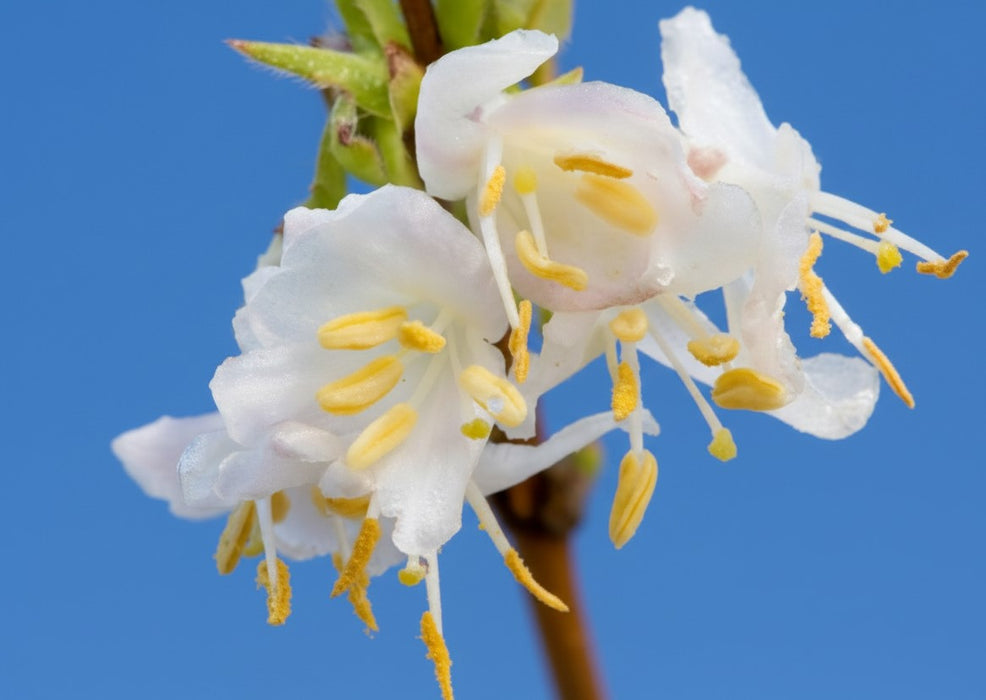Winter-Heckenkirsche - Topf-/Containerpflanzen