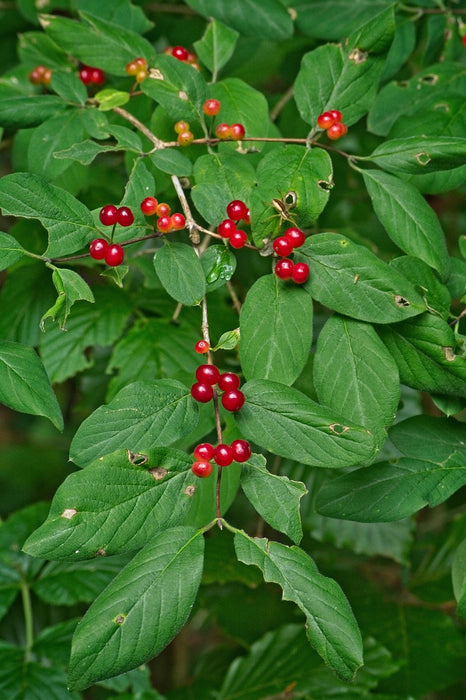Grüne Blätter mit roten Beeren der Winter-Heckenkirsche Winter Beauty in Nahaufnahme vor unscharfem Hintergrund.
