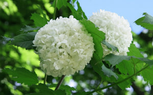 Zwerg-Schneeball 'Compactum' - Topf-/Containerpflanzen