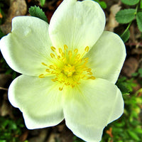 Blüte einer Bibernellrose