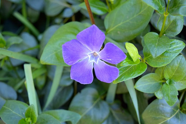 Blaues Immergrün Blüte und Blätter