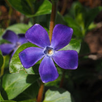 Blaues Immergrün Blüte