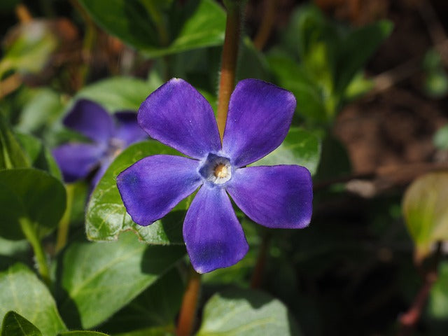 Blaues Immergrün Blüte