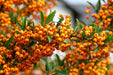 Feuerdorn Beeren Orange