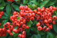 Feuerdorn Beeren Rot