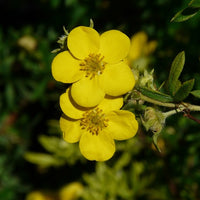 Gelber Fingerstrauch Blüte