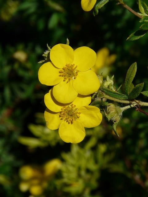 Gelber Fingerstrauch Blüte