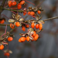 Goji Beeren am Strauch