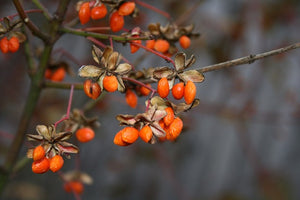Goji-Beere - Topf/Containerpflanzen