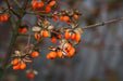 Goji Beeren am Strauch