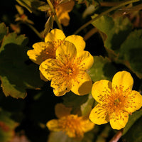 Golderdbeere Blüten