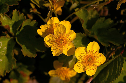Golderdbeere Blüten