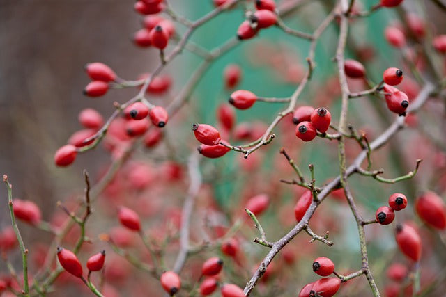 Hundsrose Hagebutte im Winter