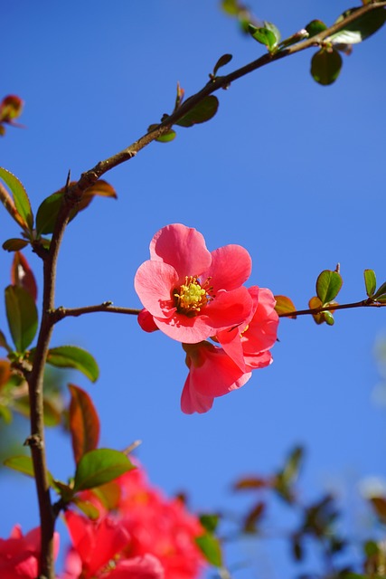 pinke Blüte der japanischen Zierquitte vor blauem Himmel