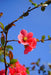 pinke Blüte der japanischen Zierquitte vor blauem Himmel