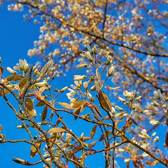 Zweig mit Blüten der Kupfer-Felsenbirne