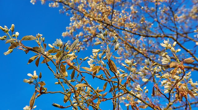 Zweig mit Blüten der Kupfer-Felsenbirne