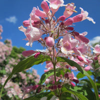 rosa Blüte des Perlmuttstrauchs