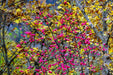 Pfaffenhüttchen als Strauch mit pinken Blüten