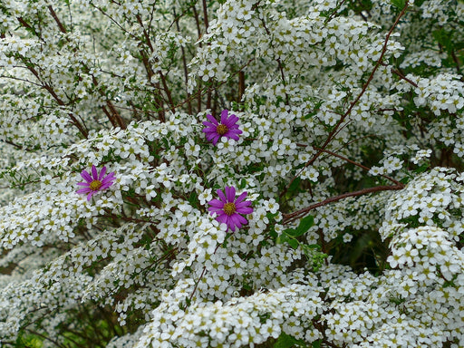 Prachtspiere in Blüte