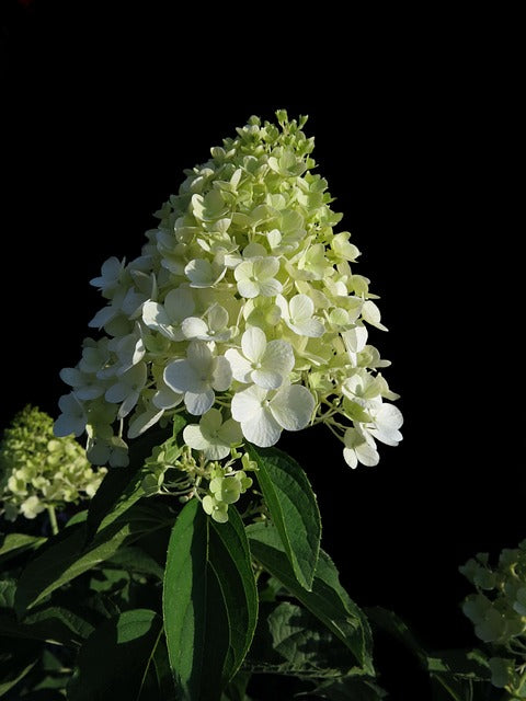 Blüte einer Rispenhortensie