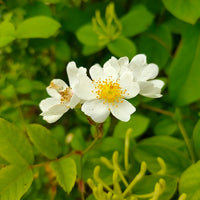 Blüte einer Vielblütige Rose