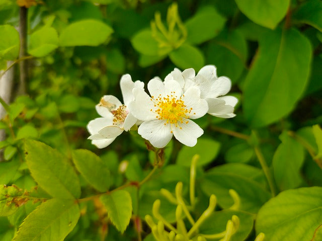 Blüte einer Vielblütige Rose