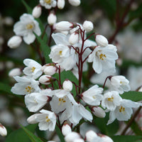 Blüte einer Rosendeutzie