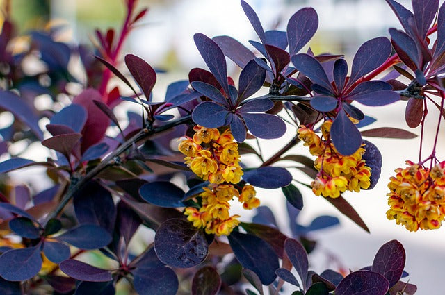 Rote Heckenberberitze mit gelben Blüten