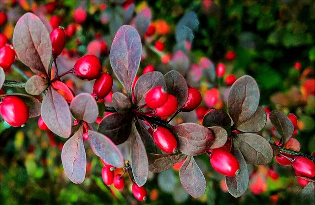 Rote Heckenberberitze mit roten Beeren