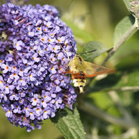 Schmetterlingsflieder Violett mit Insekt
