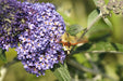 Schmetterlingsflieder Violett mit Insekt