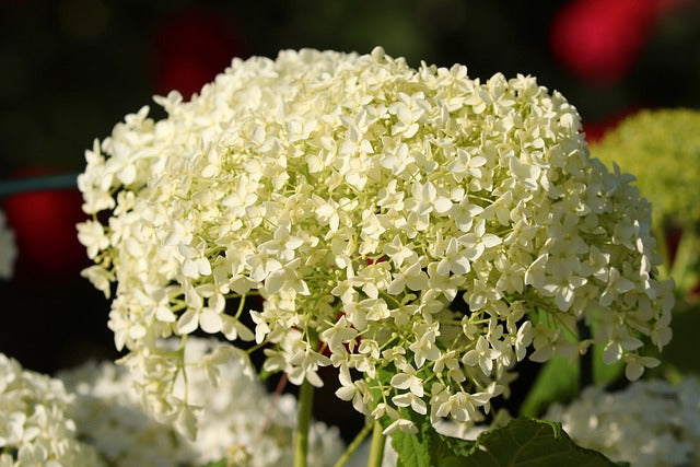 Blüte einer Schneeballhortensie