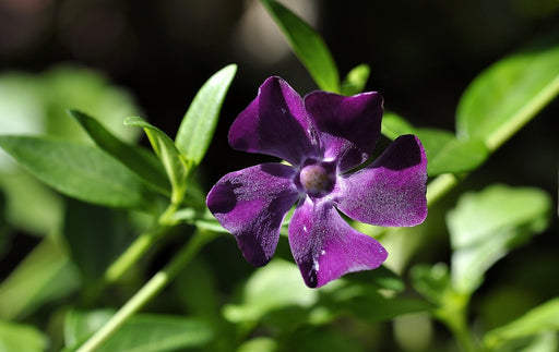 Violettes Immergrün Blüte