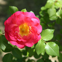Blüte einer Weinrose im Sonnenlicht