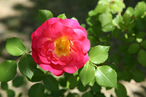 Blüte einer Weinrose im Sonnenlicht