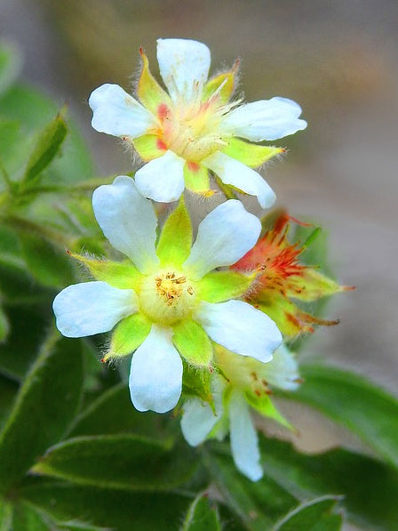 Weißer FIngerstrauch Blüte