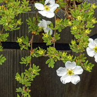 Weißer Fingerstrauch Blüten und Zweige