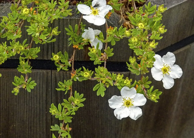 Weißer Fingerstrauch Blüten und Zweige