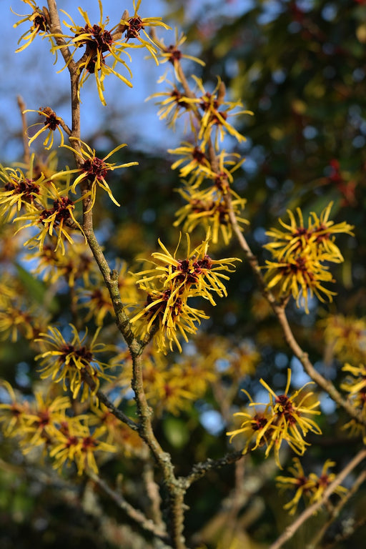 Blüte der Zaubernuss