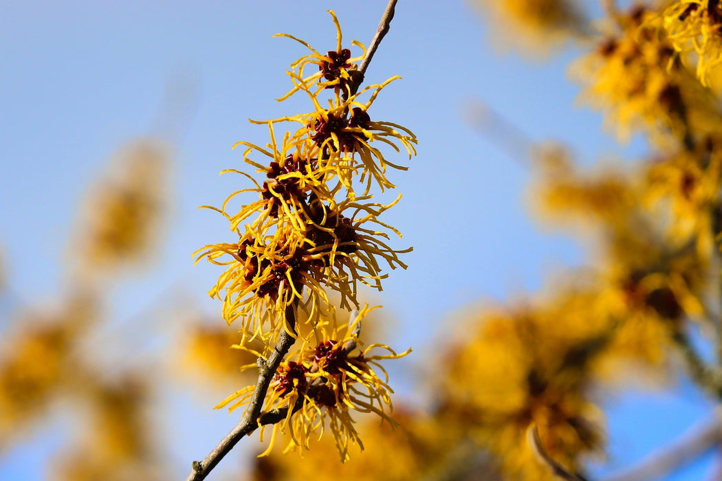 Blüte der Zaubernuss im Winter