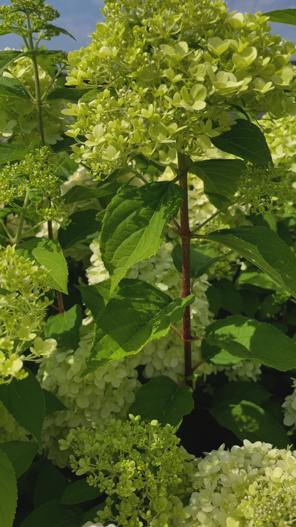 Video der Blüte einer Rispenhortensie