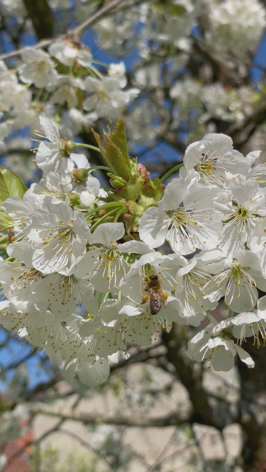 Kirschblüte mit Biene