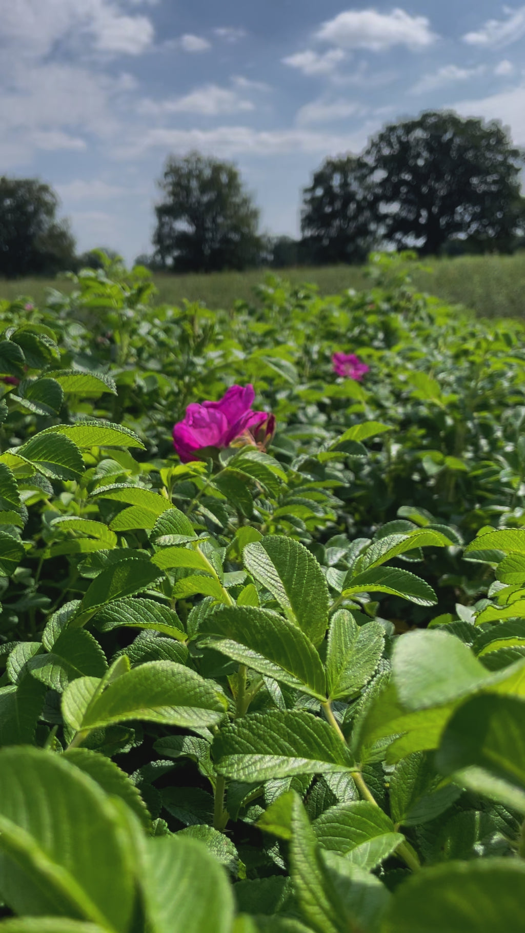 Video einer Blüte einer Apfelrose