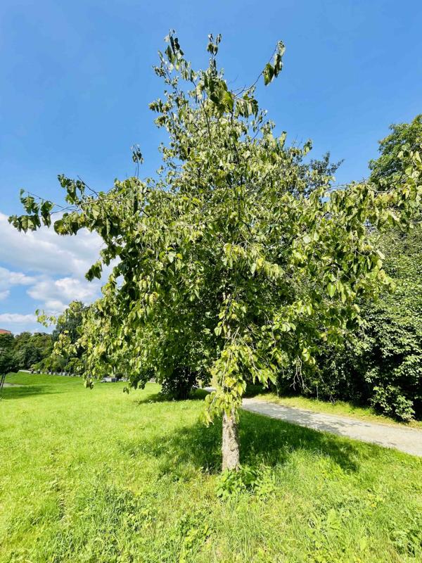 Baumhasel ganzer Baum